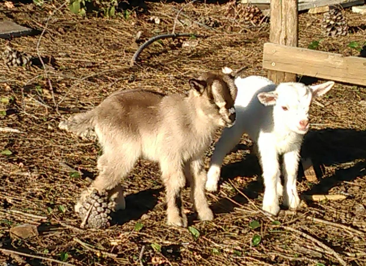 B&B Arcobaleno เชฟาลู ภายนอก รูปภาพ